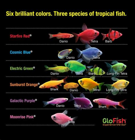 glowing fish|Glofish Types & Breeds: Colors .